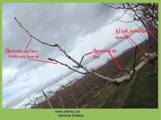 www.arbres.cat
Gemma Esteba
 