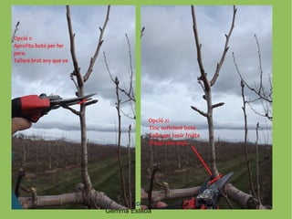 www.arbres.cat
Gemma Esteba
 