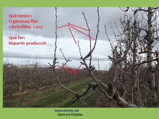 www.arbres.cat
Gemma Esteba
 
