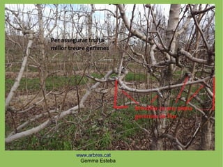 www.arbres.cat
Gemma Esteba
 