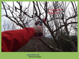 www.arbres.cat
Gemma Esteba
 