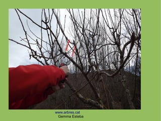 www.arbres.cat
Gemma Esteba
 