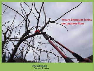 www.arbres.cat
Gemma Esteba
 