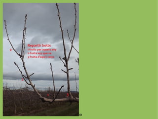 www.arbres.cat
Gemma Esteba
 