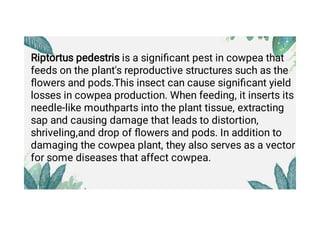 Pod Bug attack and it's management in cowpea. | PPT