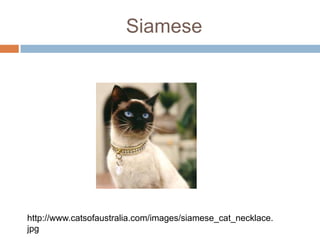 Siamese http://www.catsofaustralia.com/images/siamese_cat_necklace.jpg 