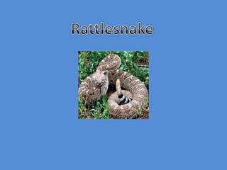 Rattlesnake