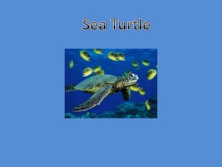 Sea Turtle