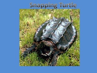 Snapping Turtle