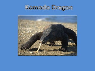 Komodo Dragon