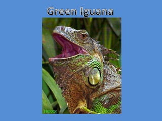 Green Iguana