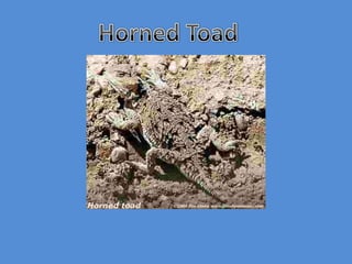 Horned Toad