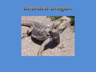 Bearded Dragon