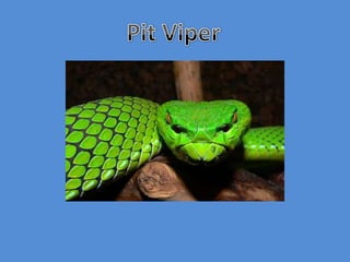 Pit Viper 