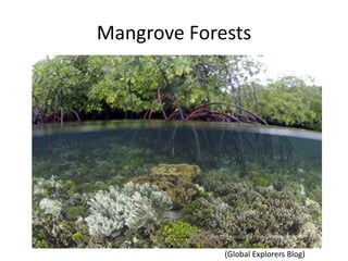 Mangrove Forests
(Global Explorers Blog)
 