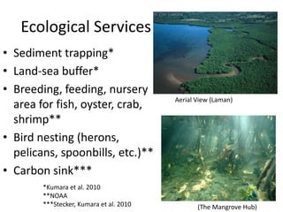Mangroves and Climate Change | PPTX