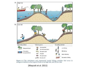 Mangroves and Climate Change | PPTX