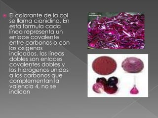    El colorante de la col
    se llama cianidina. En
    esta formula cada
    línea representa un
    enlace covalente
    entre carbonos o con
    los oxígenos
    indicados, las líneas
    dobles son enlaces
    covalentes dobles y
    los hidrógenos unidos
    a los carbonos que
    complementan la
    valencia 4, no se
    indican
 