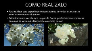 COMO REALIZALO
• Para realizar este experimento necesitamos ter todos os materiais
anteriormente mencionados.
• Primeiramente, recollemos un par de flores, preferiblemente brancas,
para que se vexa máis facilmente o cambio de cor.
 