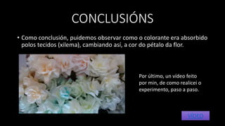 CONCLUSIÓNS
• Como conclusión, puidemos observar como o colorante era absorbido
polos tecidos (xilema), cambiando así, a cor do pétalo da flor.
Por último, un vídeo feito
por min, de como realicei o
experimento, paso a paso.
VÍDEO
 