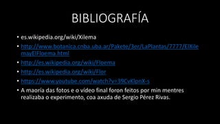 BIBLIOGRAFÍA
• es.wikipedia.org/wiki/Xilema
• http://www.botanica.cnba.uba.ar/Pakete/3er/LaPlantas/7777/ElXile
mayElFloema.html
• http://es.wikipedia.org/wiki/Floema
• http://es.wikipedia.org/wiki/Flor
• https://www.youtube.com/watch?v=39CvKlpnX-s
• A maoría das fotos e o vídeo final foron feitos por min mentres
realizaba o experimento, coa axuda de Sergio Pérez Rivas.
 
