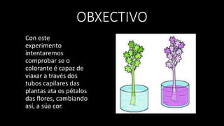 OBXECTIVO
Con este
experimento
intentaremos
comprobar se o
colorante é capaz de
viaxar a través dos
tubos capilares das
plantas ata os pétalos
das flores, cambiando
así, a súa cor.
 