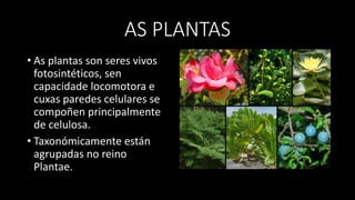 AS PLANTAS
• As plantas son seres vivos
fotosintéticos, sen
capacidade locomotora e
cuxas paredes celulares se
compoñen principalmente
de celulosa.
• Taxonómicamente están
agrupadas no reino
Plantae.
 