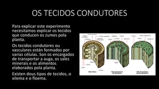 OS TECIDOS CONDUTORES
Para explicar este experimento
necesitamos explicar os tecidos
que conducen os zumes pola
planta.
Os tecidos condutores ou
vasculares están formados por
varias células. Son os encargados
de transportar a auga, os sales
minerais e os alimentos
elaborados pola planta.
Existen dous tipos de tecidos, o
xilema e o floema.
 