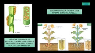 O XILEMA CONDUCE A AUGA E OS SALES
MINERAIS DA RAÍZ ATA AS FOLLAS.
O FLOEMA TRANSPORTA OS
NUTRIENTES ORGÁNICOS PRODUCIDOS
NA FOTOSÍNTESIS A TODAS AS PARTES
DA PLANTA QUE O NECESITEN.
VÍDEO
 