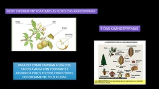 NESTE EXPERIMENTO USAREMOS AS FLORES DAS ANXIOSPERMAS
E DAS XIMNOSPERMAS
PARA VER COMO CAMBIAN A SÚA COR,
CANDO A AUGA CON COLORANTE É
ABSORBIDA POLOS TECIDOS CONDUTORES,
CONCRETAMENTE POLO XILEMA.
 
