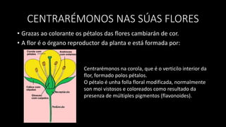 CENTRARÉMONOS NAS SÚAS FLORES
• Grazas ao colorante os pétalos das flores cambiarán de cor.
• A flor é o órgano reproductor da planta e está formada por:
Centrarémonos na corola, que é o verticilo interior da
flor, formado polos pétalos.
O pétalo é unha folla floral modificada, normalmente
son moi vistosos e coloreados como resultado da
presenza de múltiples pigmentos (flavonoides).
 