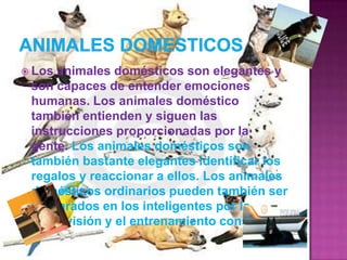 animales domesticos Los animales domésticos son elegantes y son capaces de entender emociones humanas. Los animales doméstico también entienden y siguen las instrucciones proporcionadas por la gente. Los animales domésticos son también bastante elegantes identificar los regalos y reaccionar a ellos. Los animales domésticos ordinarios pueden también ser preparados en los inteligentes por la supervisión y el entrenamiento constantes