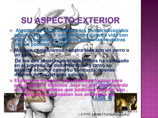 Su aspecto exterior Algunos de estos animales los hemos escogidos como mascotas. Y compartimos nuestra vida con ellos en ocasiones notamos pequeñas muestras de sus poderes ocultos Muchos compartimos nuestra vida con un perro o un gato.    De los dos el gatos es el que menos ha cambiado en el proceso de domesticación y tanto su aspecto exterior como su conducta  apenas difieren de las del gato salvaje El perro se muestra  bajo distintas formas pero por carácter e instintos ,bajo su piel sique siendo un lobo. Los poderes que podemos percibir son , por tanto los que poseían sus ancestros salvajes.