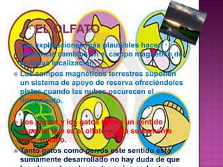 El olfatoLas explicaciones más plausibles hacen referencia cambios en el campo magnético de la nueva localización.Los campos magnéticos terrestres suponen un sistema de apoyo de reserva ofreciéndoles pistas cuando las nubes oscurecen el firmamento.Los perros y los gatos tienen un sentido especial que es el olfato y está sumamente desarrollado.Tanto gatos como perros este sentido está sumamente desarrollado no hay duda de que los olores de su hogar les guían en la etapa final viaje. Estos  olores pueden ser capotados a varios kilómetros distancia