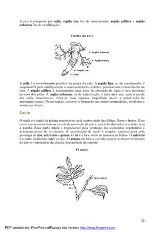 26
A raiz é composta por coifa, regiã o lisa (ou de crescimento), regiã o pilífera e regiã o
suberosa (ou de ramificaç ão).
Partes da raiz
A coifa é o revestimento protetor da ponta da raiz. A regiã o lisa, ou de crescimento, é
responsá vel pela multiplicaç ão e desenvolvimento celular, promovendo o crescimento da
raiz. A regiã o pilífera é basicamente uma á rea de absorç ão de á gua e sais minerais
atravé s dos pêlos. A regiã o suberosa, ou de ramificaç ão, é uma á rea que, após a queda
dos pêlos absorventes, torna-se mais espessa, impedindo assim a penetraç ão de
microorganismos. Nessa região, inicia-se a formaç ão das raízes secundá rias, terciá rias e
assim por diante.
Caule
O caule é o órgão da planta responsá vel pela sustentaç ão das folhas, flores e frutos. É no
caule que se encontram os canais de conduç ão da seiva, que irão alimentar e manter viva
a planta. Essa parte ainda é responsá vel pela produç ão dos elementos vegetativos e
armazenamento de nutrientes. A constituiç ão do caule é simples, caracterizada pela
presenç a de nós, entre-nós e gemas. O nóé o local onde se inserem as folhas. O entre-nó
é a parte localizada entre os nós. As gemas são locais que dão origem ao desenvolvimento
de partes vegetativas da planta, dependendo da espé cie.
O caule
PDF created with FinePrint pdfFactory trial version http://www.fineprint.com
 