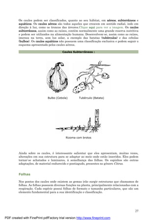 27
Os caules podem ser classificados, quanto ao seu há bitat, em aé reos, subterrâneos e
aquá ticos. Os caules aé reos são todos aqueles que crescem em sentido radial, indo em
direç ão à luz, como os troncos das á rvores.Clique aqui para ver a imagem. Os caules
subterrâneos, assim como as raízes, contêm normalmente uma grande reserva nutritiva
e podem ser utilizados na alimentaç ão humana. Desenvolvem-se, assim como as raízes,
imersos na terra, sem luz solar, a exemplo das batatas (tubé rculos) e das cebolas
(bulbos). Os caules aquá ticos não possuem uma classificaç ão exclusiva e podem seguir o
esquema apresentado pelos caules aé reos.
Caules Subterrâneos :
Bulbo (Cebola) Tubé rculo (Batata)
Rizoma com brotos
Ainda sobre os caules, é interessante salientar que eles apresentam, muitas vezes,
alteraç ões em sua estrutura para se adaptar ao meio onde estão inseridos. Eles podem
tornar-se achatados e laminares, à semelhanç a das folhas. Os espinhos são outras
adaptaç ões, de material endurecido e pontiagudo, presentes no gênero Citrus.
Folhas
Nos pontos dos caules onde existem as gemas irão surgir estruturas que chamamos de
folhas. As folhas possuem diversas funç ões na planta, principalmente relacionadas com a
respiraç ão. Cada espé cie possui folhas de formato e tamanho particulares, que são um
elemento fundamental para a sua identificaç ão e classificaç ão.
PDF created with FinePrint pdfFactory trial version http://www.fineprint.com
 