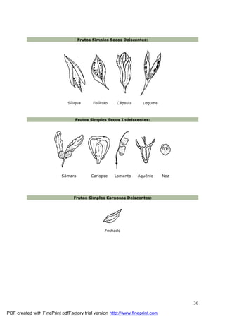 30
Frutos Simples Secos Deiscentes:
Síliqua Folículo Cápsula Legume
Frutos Simples Secos Indeiscentes:
Sâ mara Cariopse Lomento Aquênio Noz
Frutos Simples Carnosos Deiscentes:
Fechado
PDF created with FinePrint pdfFactory trial version http://www.fineprint.com
 