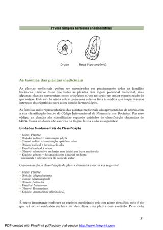 31
Frutos Simples Carnosos Indeiscentes::
Drupa Baga (tipo pepônio)
As famílias das plantas medicinais
As plantas medicinais podem ser encontradas em praticamente todas as famílias
botânicas. Pode-se dizer que todas as plantas têm algum potencial medicinal, mas
algumas plantas apresentam esses princípios ativos naturais em maior concentraç ão do
que outras. Outras irão ainda entrar para essa extensa lista à medida que despertarem o
interesse dos cientistas para o seu estudo farmacológico.
As famílias mais representativas das plantas medicinais são apresentadas de acordo com
a sua classificaç ão dentro do Código Internacional de Nomenclatura Botânica. Por esse
código, as plantas são classificadas segundo unidades de classificaç ão chamadas de
tá xon. Essas unidades são escritas na língua latina e são as seguintes:
Unidades Fundamentais de Classificaç ã o
• Reino: Plantae
• Divisão: radical + terminaç ão phyta
• Classe: radical + terminaç ão opsida ou atae
• Ordem: radical + terminaç ão ales
• Família: radical + aceae
• Gênero: substantivo em latim com inicial em letra maiú scula
• Espé cie: gênero + designaç ão com a inicial em letra
minú scula + abreviatura do nome do autor
Como exemplo, a classificaç ão da planta chamada alecrim é a seguinte:
• Reino: Plantae
• Divisão: Magnoliophyta
• Classe: Magnoliopsida
• Ordem: Lamiales
• Família: Lamiaceae
• Gênero: Rosmarinus
• Espé cie: Rosmarinus officinalis L.
É muito importante conhecer as espé cies medicinais pelo seu nome científico, pois é ele
que irá evitar confusões na hora de identificar uma planta com exatidão. Para cada
PDF created with FinePrint pdfFactory trial version http://www.fineprint.com
 