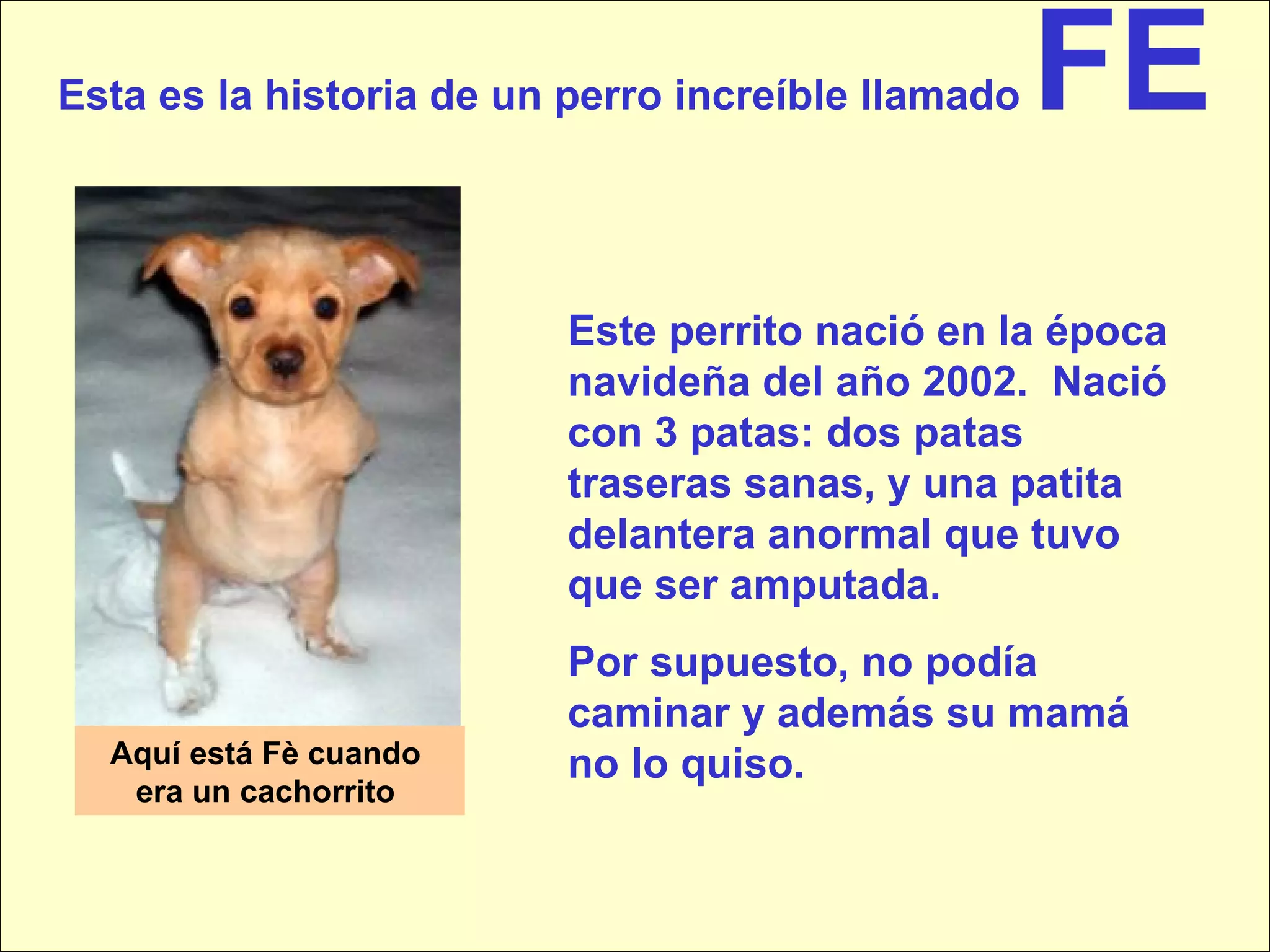 Esta es la historia de un perro increíble llamado  FE Aquí está Fè cuando  era un cachorrito  Este perrito nació en la época navideña del año 2002.  Nació con 3 patas: dos patas traseras sanas, y una patita delantera anormal que tuvo que ser amputada.  Por supuesto, no podía caminar y además su mamá no lo quiso.   