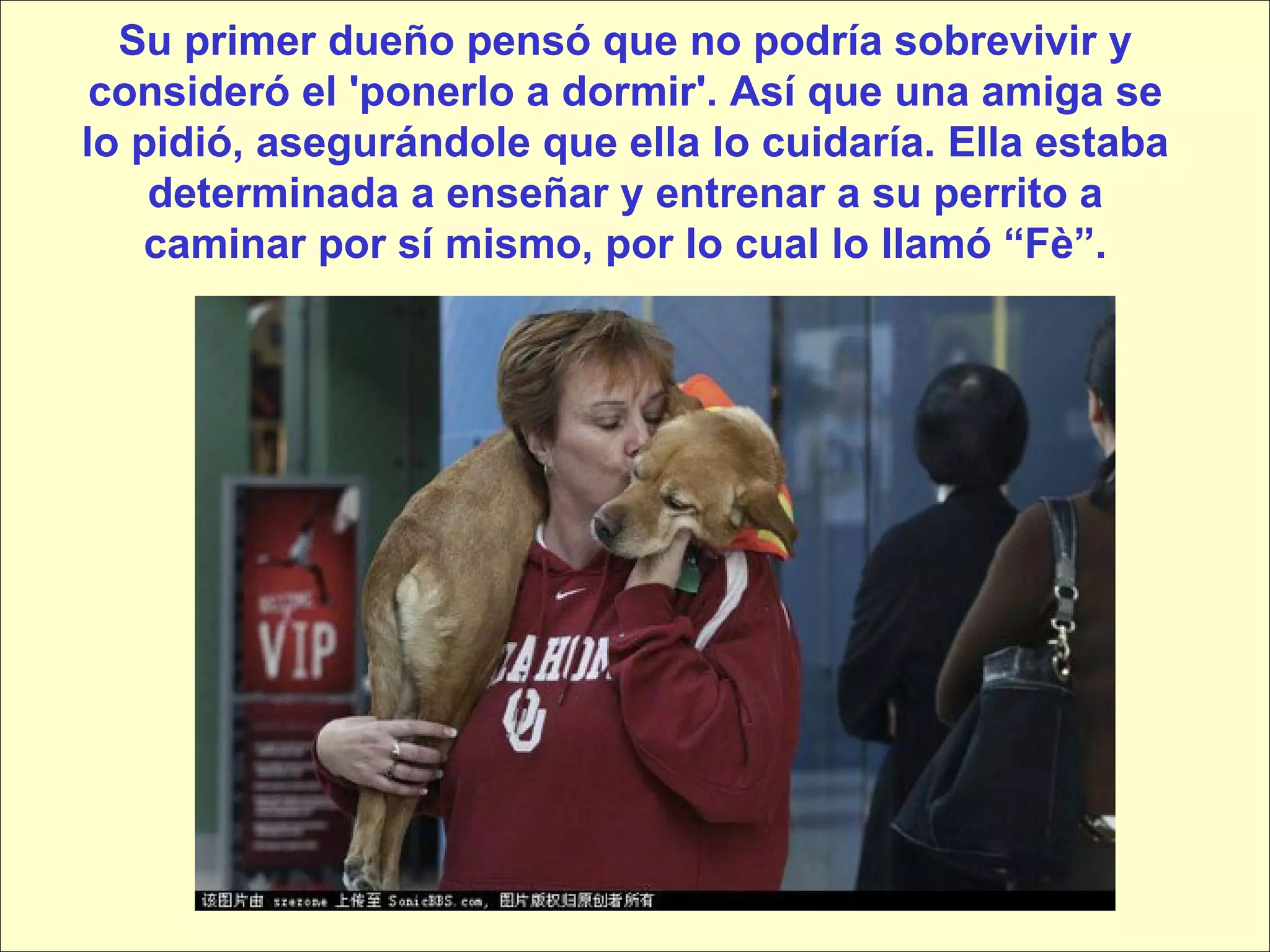 Su primer dueño pensó que no podría sobrevivir y consideró el 'ponerlo a dormir'. Así que una amiga se lo pidió, asegurándole que ella lo cuidaría. Ella estaba determinada a enseñar y entrenar a su perrito a caminar por sí mismo, por lo cual lo llamó “Fè”. 