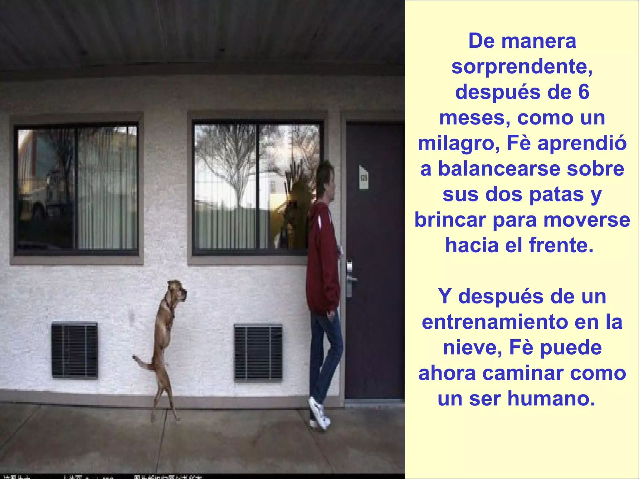 De manera sorprendente, después de 6 meses, como un milagro, Fè aprendió a balancearse sobre sus dos patas y brincar para moverse hacia el frente.  Y después de un entrenamiento en la nieve, Fè puede ahora caminar como un ser humano.   