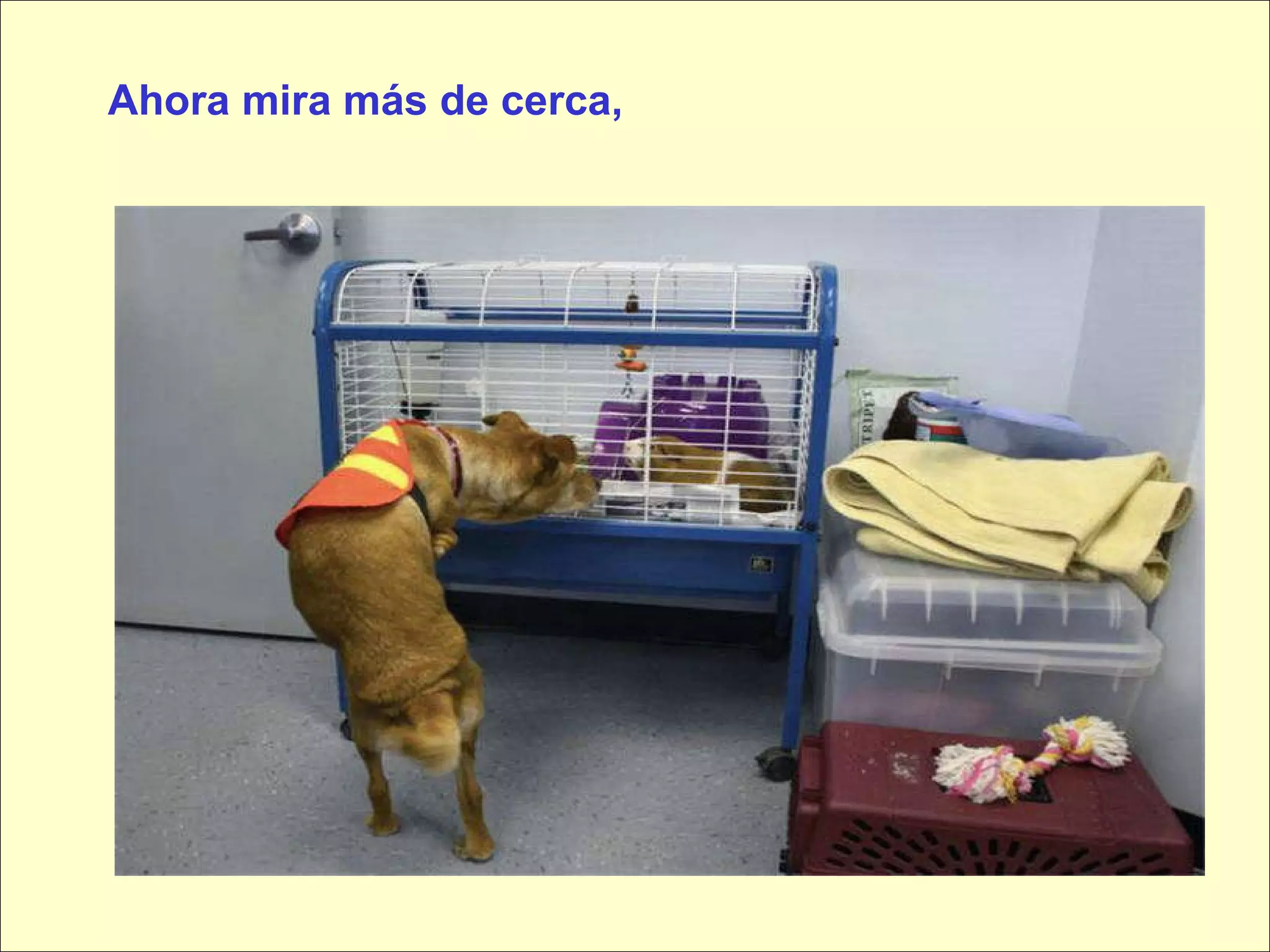 Ahora mira más de cerca, 