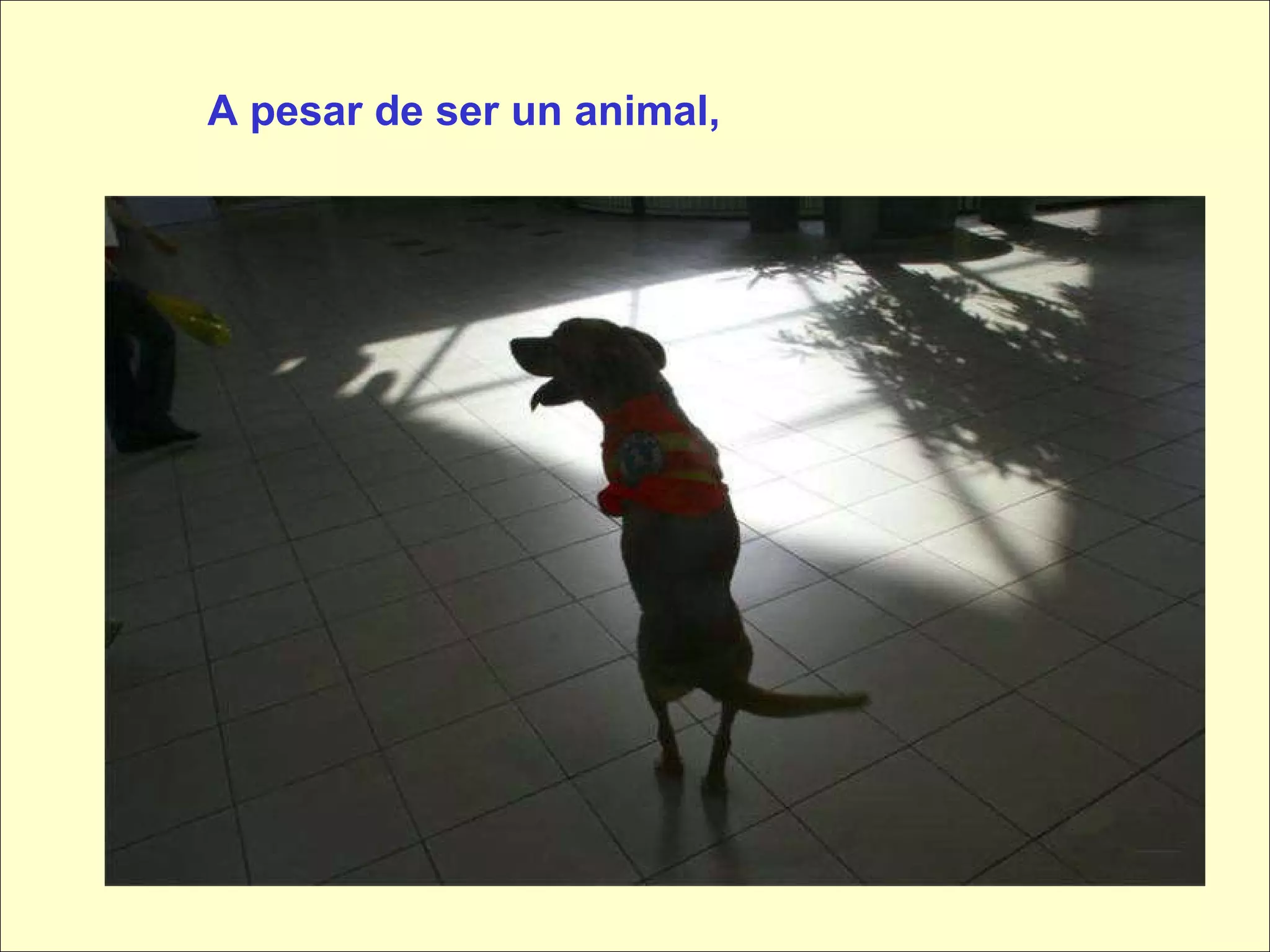 A pesar de ser un animal, 