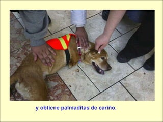 y obtiene palmaditas de cariño. 