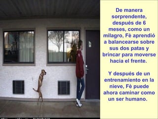 De manera sorprendente, después de 6 meses, como un milagro, Fè aprendió a balancearse sobre sus dos patas y brincar para moverse hacia el frente.  Y después de un entrenamiento en la nieve, Fè puede ahora caminar como un ser humano.   