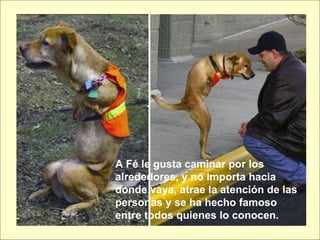 A Fé le gusta caminar por los alrededores, y no importa hacia donde vaya, atrae la atención de las personas y se ha hecho famoso entre todos quienes lo conocen. 