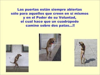 Las puertas están siempre abiertas  sólo para aquellos que creen en sí mismos  y en el Poder de su Voluntad,  el cual hace que un cuadrúpedo  camine sobre dos patas...!! 