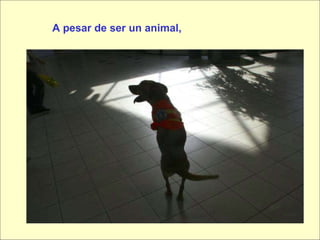A pesar de ser un animal, 