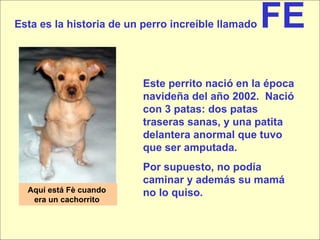 Esta es la historia de un perro increíble llamado  FE Aquí está Fè cuando  era un cachorrito  Este perrito nació en la época navideña del año 2002.  Nació con 3 patas: dos patas traseras sanas, y una patita delantera anormal que tuvo que ser amputada.  Por supuesto, no podía caminar y además su mamá no lo quiso.   