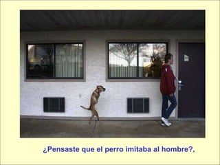 ¿Pensaste que el perro imitaba al hombre?, 